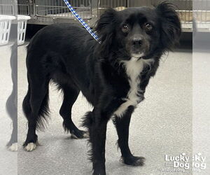 Papillon-Spaniel Mix Dogs for adoption in Washington, DC, USA