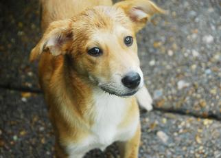 Golden Labrador Dogs for adoption in Memphis, TN, USA