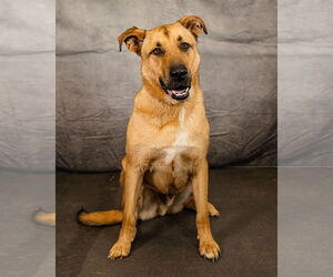 German Shepherd Dog-Great Pyrenees Mix Dogs for adoption in Clinton, OK, USA
