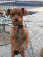 Chiweenie Dogs for adoption in Agoura Hills, CA, USA