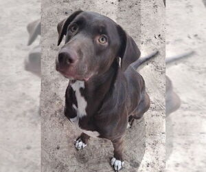 Labrador Retriever-Unknown Mix Dogs for adoption in San Antonio, TX, USA