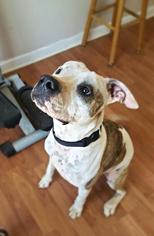 Medium Photo #1 American Bulldog-Staffordshire Bull Terrier Mix Puppy For Sale in Rydal, GA, USA