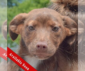 Australian Shepherd-Unknown Mix Dogs for adoption in Huntley, IL, USA