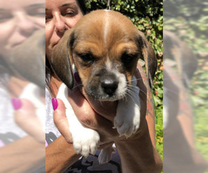 Malti-pug Dogs for adoption in Ventura, CA, USA
