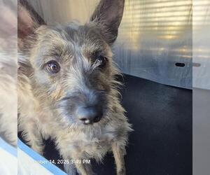 Miniature Schnauzer-Unknown Mix Dogs for adoption in San Antonio, TX, USA