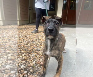 Plott Hound-Unknown Mix Dogs for adoption in Hilton Head, SC, USA