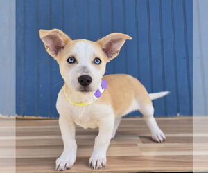 Catahoula Leopard Dog-Labrador Retriever Mix Dogs for adoption in Lakewood, CO, USA