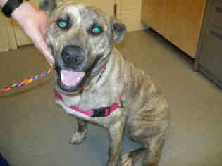 Catahoula Leopard Dog Dogs for adoption in Georgetown, TX, USA