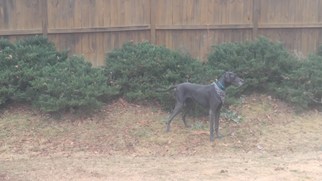 Great Dane Dogs for adoption in Anderson, SC, USA