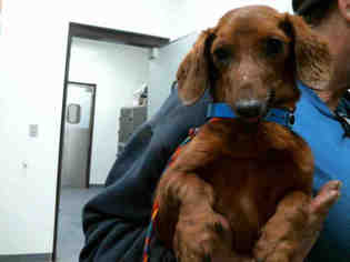 Dachshund Dogs for adoption in Tulsa, OK, USA