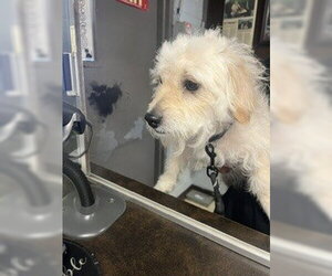 Poodle (Miniature)-Unknown Mix Dogs for adoption in Stockton, CA, USA