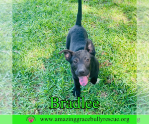 Chow Chow-Unknown Mix Dogs for adoption in Pensacola, FL, USA