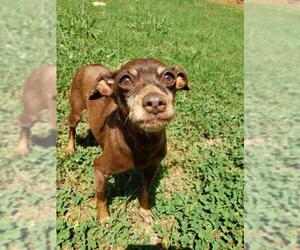 Miniature Pinscher Dogs for adoption in Pacolet, SC, USA