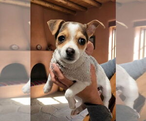 Chihuahua-Unknown Mix Dogs for adoption in Pena Blanca, NM, USA