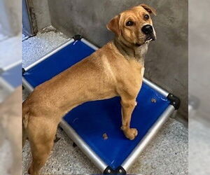 Labrador Retriever-Unknown Mix Dogs for adoption in Lodi, CA, USA