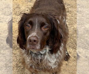 Brittany Dogs for adoption in Curwensville, PA, USA