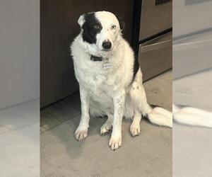 Medium Photo #1 Border Collie Puppy For Sale in San Antonio, TX, USA
