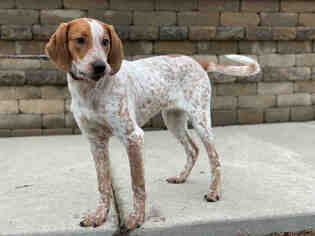 Pointer-Unknown Mix Dogs for adoption in Urbana, IL, USA