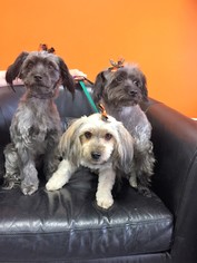 Poodle (Miniature) Dogs for adoption in Mission Viejo, CA, USA