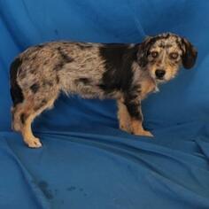 Dachshund Dogs for adoption in Show Low, AZ, USA