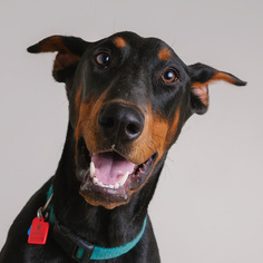 Doberman Pinscher Dogs for adoption in Eden Prairie, MN, USA