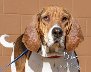 Treeing Walker Coonhound Dogs for adoption in Cheyenne, WY, USA
