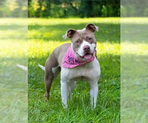 American Pit Bull Terrier Dogs for adoption in Derwood, MD, USA