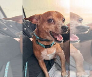 Chihuahua-Unknown Mix Dogs for adoption in Germantown, OH, USA