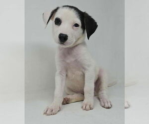 Borador Dogs for adoption in Brewster, NY, USA