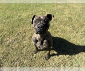 American Pit Bull Terrier Dogs for adoption in Grovetown, GA, USA