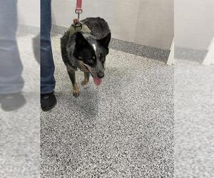 Mutt Dogs for adoption in Palmetto, FL, USA