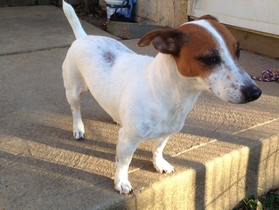 Jack Russell Terrier Dogs for adoption in Sparta, IL, USA