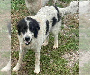 Great Pyrenees-Unknown Mix Dogs for adoption in Unionville, PA, USA