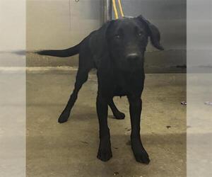 Labrador Retriever Dogs for adoption in Camarillo, CA, USA