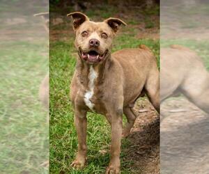 American Pit Bull Terrier-Unknown Mix Dogs for adoption in Oxford, MS, USA