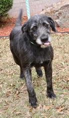 Irish Wolfhound Dogs for adoption in Little Rock, AR, USA
