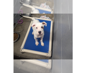 American Pit Bull Terrier Dogs for adoption in Evansville, IN, USA