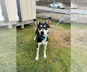 Huskies -Unknown Mix Dogs for adoption in Oakhurst, NJ, USA