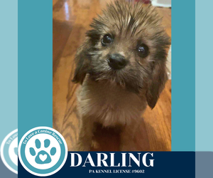 Beagle-Unknown Mix Dogs for adoption in Kimberton, PA, USA