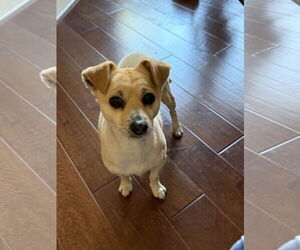 Pug-Unknown Mix Dogs for adoption in Mission Viejo, CA, USA