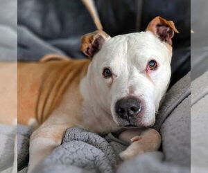 American Bulldog Dogs for adoption in Westminster, MA, USA