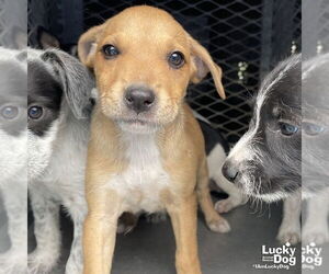 Mutt Dogs for adoption in Washington, DC, USA
