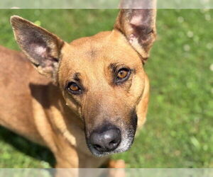 German Shepherd Dog-Unknown Mix Dogs for adoption in Tulsa, OK, USA