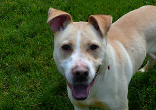 Labrador Retriever-Unknown Mix Dogs for adoption in Lockport, IL, USA