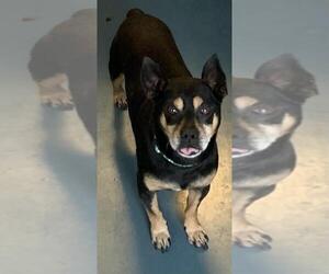 Muggin Dogs for adoption in Chico, CA, USA