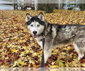 Siberian Husky Dogs for adoption in Martinez, CA, USA