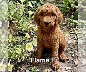 Poodle (Miniature)-Unknown Mix Dogs for adoption in Studio City, CA, USA