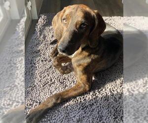 Plott Hound Dogs for adoption in Cedar Rapids, IA, USA