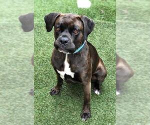 Boxer-Unknown Mix Dogs for adoption in Costa Mesa , CA, USA