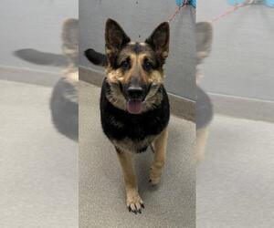 German Shepherd Dog-Unknown Mix Dogs for adoption in Las Vegas, NV, USA